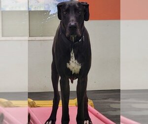Great Dane Dogs for adoption in Marina Del Rey, CA, USA