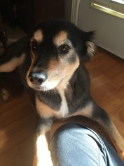 Shollie Dogs for adoption in Rowayton, CT, USA