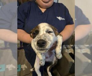 Mutt Dogs for adoption in San Antonio, TX, USA