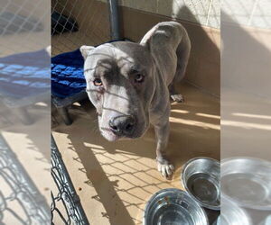 American Pit Bull Terrier Dogs for adoption in Chula Vista, CA, USA