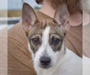 Mutt Dogs for adoption in Huntley, IL, USA