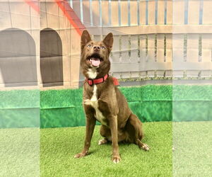 Australian Kelpie-Siberian Husky Mix Dogs for adoption in Euless, TX, USA