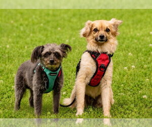 Tibetan Spaniel-Unknown Mix Dogs for adoption in Ellijay, GA, USA