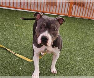 American Pit Bull Terrier-Unknown Mix Dogs for adoption in Las Vegas, NV, USA