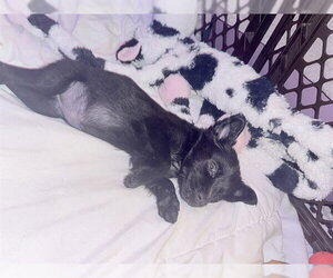 Labrador Retriever-Unknown Mix Dogs for adoption in Center Township, PA, USA