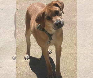Great Pyrenees-Unknown Mix Dogs for adoption in Boston, MA, USA