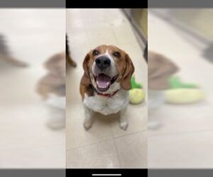 Beagle Dogs for adoption in Candler, NC, USA