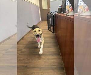German Shepherd Dog-Unknown Mix Dogs for adoption in Hilton Head, SC, USA
