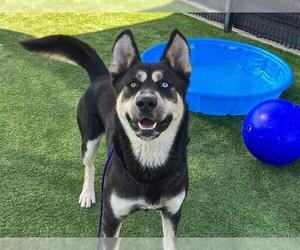 Shepweiller Dogs for adoption in Orange, CA, USA