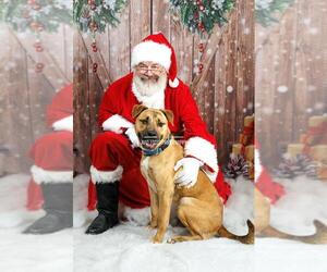 Boxerhoula Dogs for adoption in Rockwall, TX, USA