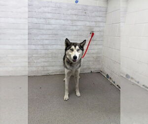 Siberian Husky Dogs for adoption in San Bernardino, CA, USA