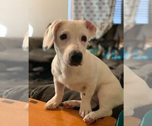Medium Photo #1 Basset Hound-Unknown Mix Puppy For Sale in Wylie, TX, USA