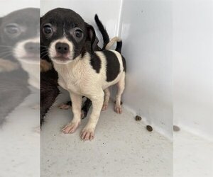 Chihuahua Dogs for adoption in Houston, TX, USA