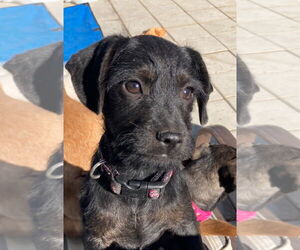 Mutt Dogs for adoption in San Diego, CA, USA