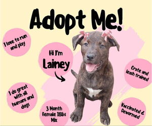 American Pit Bull Terrier-Mountain Cur Mix Dogs for adoption in San Diego, CA, USA