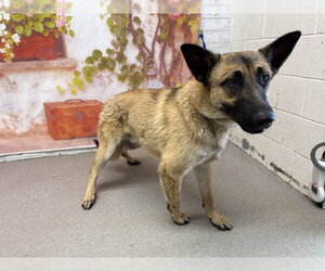 Mutt Dogs for adoption in San Bernardino, CA, USA