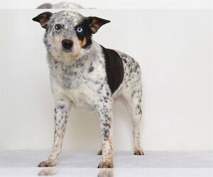 Australian Shepherd-Unknown Mix Dogs for adoption in Oroville, CA, USA