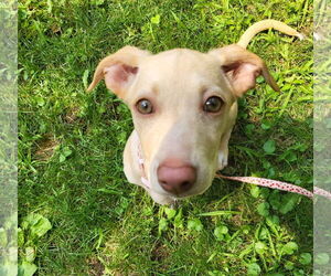 Dachshund-Unknown Mix Dogs for adoption in New London, WI, USA