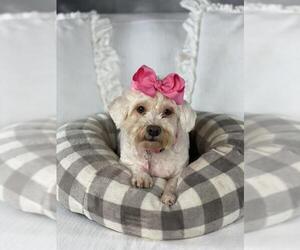 Bichon Frise Dogs for adoption in Garland, TX, USA