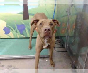 Bullboxer Pit Dogs for adoption in Waco, TX, USA