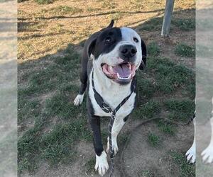 Mutt Dogs for adoption in Bakersfield, CA, USA