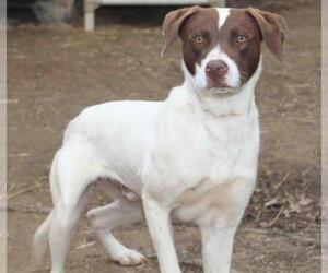 Pointer Dogs for adoption in Rossville, TN, USA