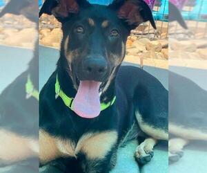 Doberman Pinscher-German Shepherd Dog Mix Dogs for adoption in Sacramento, CA, USA