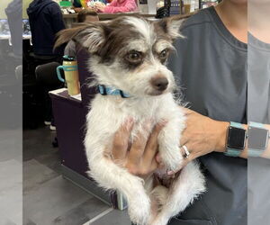 Chihuahua-Unknown Mix Dogs for adoption in Batavia, OH, USA