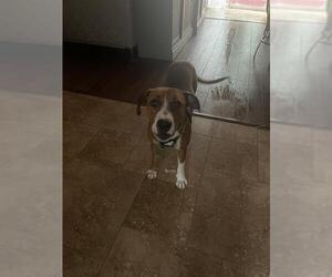 Labrador Retriever-Unknown Mix Dogs for adoption in San Antonio, TX, USA