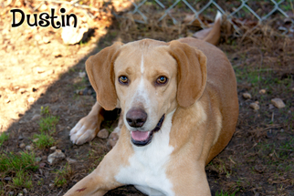 Treeing Walker Coonhound Dogs for adoption in Livingston , LA, USA
