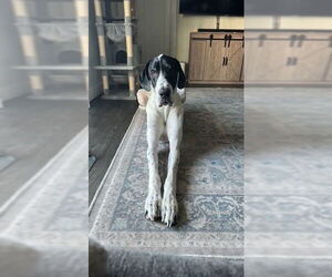 Great Dane Dogs for adoption in Bullard, TX, USA