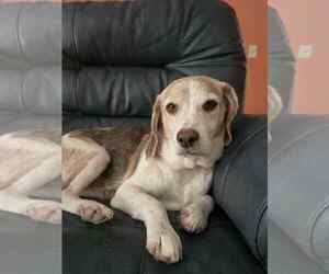 Beagle Dogs for adoption in Tampa, FL, USA