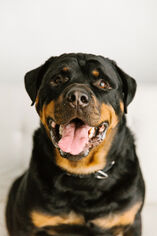 Rottweiler Dogs for adoption in Minneapolis, MN, USA