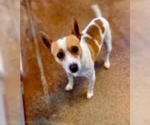 Rat Terrier Dogs for adoption in Salinas, CA, USA