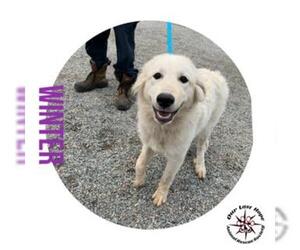 Great Pyrenees Dogs for adoption in Princeton, British Columbia, Canada