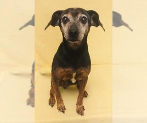 Chiweenie Dogs for adoption in Lake City, MI, USA