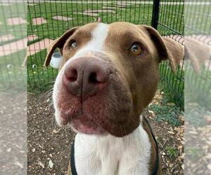 American Staffordshire Terrier-Unknown Mix Dogs for adoption in San Antonio, TX, USA