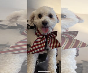 Poochon Dogs for adoption in Cuyahoga Falls , OH, USA