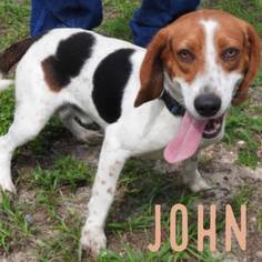 Beagle Dogs for adoption in Melrose, FL, USA