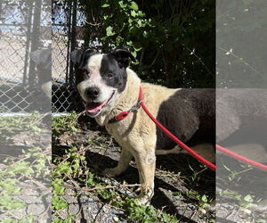 American Pit Bull Terrier-Unknown Mix Dogs for adoption in Las Vegas, NM, USA