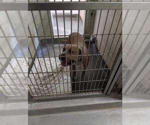 American Pit Bull Terrier Dogs for adoption in Upland, CA, USA