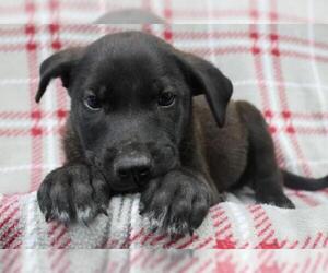 Mutt Dogs for adoption in Thief River Falls, MN, USA