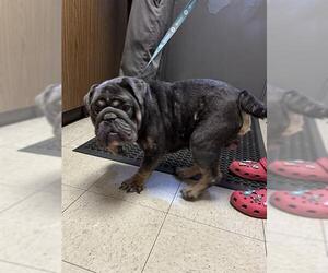 Bulldog Dogs for adoption in Stockton, CA, USA