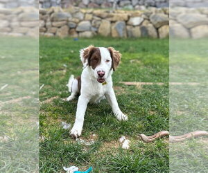 Border Collie-Unknown Mix Dogs for adoption in Sandy, UT, USA