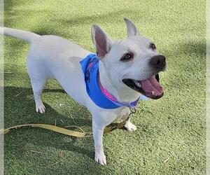 American Pit Bull Terrier-Unknown Mix Dogs for adoption in Las Vegas, NV, USA