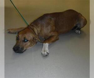 Basset Hound-Boxer Mix Dogs for adoption in Sanford, FL, USA
