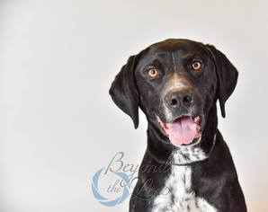 Lab-Pointer Dogs for adoption in Oxford, MI, USA