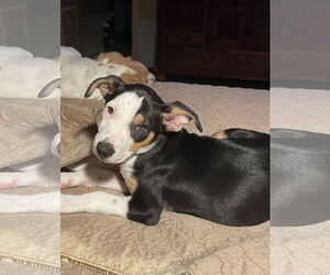 Australian Shepherd-Unknown Mix Dogs for adoption in Denton, TX, USA