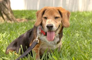 Chiweenie Dogs for adoption in Phoenix, AZ, USA