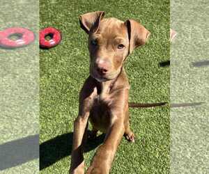 Labrador Retriever-Unknown Mix Dogs for adoption in MIDWAY, UT, USA